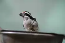 Diademhaarb�rtling (Tricholaema diademata) in der Mauser. Zoo Berlin am 25.2.2010.