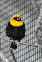 Flammenweber (Euplectes hordeacea) am 25.2.2010 im Zoo Berlin.
