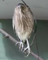 Zwergrohrdommel (Ixobrychus minutus) von vorne. Zoo Berlin am 25.2.2010.
 
 
