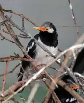 Elsterstar (Sturnus contra) am 25.2.2010 im Zoo Berlin.
 
