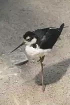 Schwarznacken-Stelzenl�ufer oder auch Amerikanischer Stelzenl�ufer (Himantopus mexicanus) am 25.2.2010 im Zoo Berlin.
 

