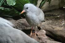 Dieser Vogel ist ein Kagu (Rhynochetos jubatus)un dgehrt mit der Sonnenralle einer eigenen Ordnung an. Zoo Berlin am 25.2.2010.