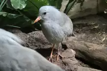 Dieser Vogel ist ein Kagu (Rhynochetos jubatus)un dgeh�rt mit der Sonnenralle einer eigenen Ordnung an. Zoo Berlin am 25.2.2010.