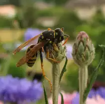 Eine Wespe bei der Nahrungsaufnahme.
(24.06.2008)