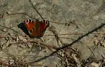 Kaum waren die ersten warmen Sonnenstrahlen zu sp�ren sah ich den ersten Schmetterling in diesem Jahr.
(18.03.2010)
