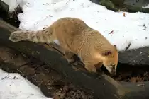 S�damerikanischer Nasenb�r oder auch Gew�hnlicher Nasenb�r (Nasua nasua) beim Klettern auf einem Baumstamm. Zoo Berlin am 25.2.2010.
 
