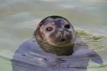 Ostatlantischer Seehund (Phoca vitulina vitulina) bei enem Blick aus dem Wasser. Zoo Berlin am 25.2.2010. 
