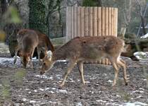 Eine Gruppe Nordindischer Barasinghas oder auch Zackenhirsche genannt (Rucervus duvaucelii duvaucelii) am 25.2.2010 im Zoo Berlin.
 
