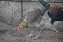 Henne eines Moderner Englischer Zwergk�mpfers. Zoo Berlin am 25.2.2010.