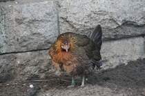 Henne des Bankivahuhns (Gallus gallus), dem Stammvater der meisten Hhnerrassen. Zoo Berlin am 25.2.2010.
