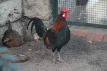 Hahn des Bankivahuhns (Gallus gallus) am 25.2.2010 im Zoo Berlin.
