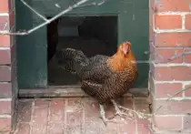 Das Brakel ist eines der �ltesten Haushuhnrassen und kommt aus Belgien. Henne am 25.2.2010 im Zoo Berlin.