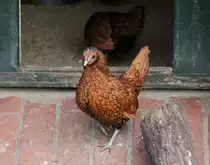 Das Sebright ist eine Englische H�hnerrasse, bei der die Federn schwarz ges�umt sind. Zoo Berlin am 25.2.2010.