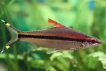 Denisonsbarbe auch Rotstreifenbarbe (Puntius denisonii)