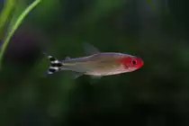 Der Rotkopfsalmler (Hemigrammus bleheri) ist ein beliebter Aquariumfisch.

