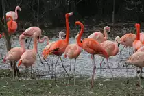 Eine Gruppe von Roten- oder auch Kuba-Flamingos Phoenicopterus ruber) und die etwas kleineren Chileflamingos (Phoenicopterus chilensis) am 9.2.2010 im Zoo Karlsruhe.