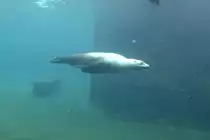 Kalifornischer Seel�we (Zalophus californianus) beim Tauchen. Zoo Karlsruhe am 9.2.2010. 
