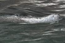 Ostatlantischer Seehund (Phoca vitulina vitulina) am 9.2.2010 im Zoo Karlsruhe.
