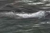 Ostatlantischer Seehund (Phoca vitulina vitulina) am 9.2.2010 im Zoo Karlsruhe.
