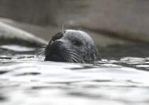 Auf gleicher Augenhhe. Ostatlantischer Seehund (Phoca vitulina vitulina) am 9.2.2010 im Zoo Karlsruhe.