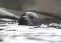 Auf gleicher Augenh�he. Ostatlantischer Seehund (Phoca vitulina vitulina) am 9.2.2010 im Zoo Karlsruhe.