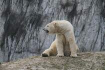 Eisbr beim Ausruhen. Zoo Karlsruhe am 9.2.2010.