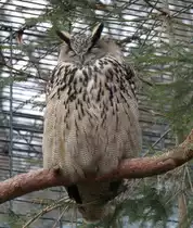 Europ�ischer Uhu (Bubo bubo bubo) am 9.2.2010 im Zoo Karlsruhe.
