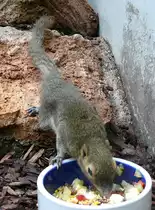 Plantagen-H�rnchen am 09.05.2009 in Wilhelma/Stuttgart