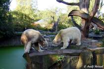 Erste Ann�herungsversuche zwischen Knut (links) und Gianna.