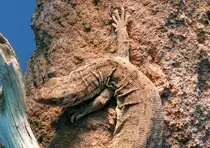 Gillens-Waran am 09.05.2009 in Wilhelma/Stuttgart