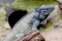 Nashornleguan am 09.05.2009 in Wilhelma/Stuttgart