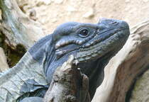 Nashornleguan am 09.05.2009 in Wilhelma/Stuttgart