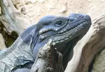 Nashornleguan am 09.05.2009 in Wilhelma/Stuttgart