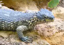 Rieseng�rtelschweif am 09.05.2009 in Wilhelma/Stuttgart