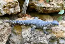 Rieseng�rtelschweif am 09.05.2009 in Wilhelma/Stuttgart