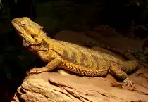 Bartagame am 09.05.2009 in Wilhelma/Stuttgart