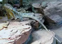 Bartagame am 09.05.2009 in Wilhelma/Stuttgart