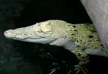 Leistenkrokodol am 09.05.2009 in Wilhelma/Stuttgart