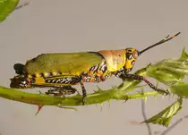 Harlikin-Heuschrecke am 09.05.2009 in Wilhelma/Stuttgart