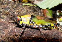 Harlikin-Heuschrecke am 09.05.2009 in Wilhelma/Stuttgart