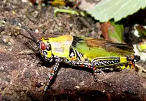 Harlikin-Heuschrecke am 09.05.2009 in Wilhelma/Stuttgart