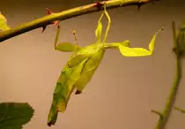 Fangschrecke am 09.05.2009 in Wilhelma/Stuttgart