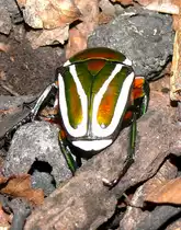 Gr�ner Goliathk�fer am 09.05.2009 in Wilhelma/Stuttgart. Der K�fer ist eine Unterart der Rosenk�fer (Cetoniinae)