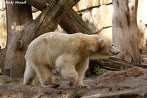 Knut beobachtet ganz genau was Gianna im Wasser macht.
