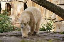 Da Knuts Mutter Knut nicht aufziehen wollte, hat Thomas D�rflein die Rolle des Pflege-Papas �bernommen.