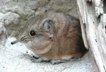 Kurzohrr�sselspringer (Macroscelides) am 09.05.2008 in Wilhelma/Stuttgart