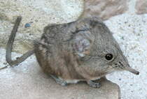 Kurzohrrsselspringer (Macroscelides) am 09.05.2008 in Wilhelma/Stuttgart