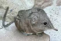 Kurzohrr�sselspringer (Macroscelides) am 09.05.2008 in Wilhelma/Stuttgart