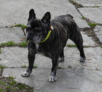 Holly, Franzsische Bulldogge, * Feb. 1999, † Mrz 2013, wartet mit gewohnter Anspruchshaltung auf die Dinge, die da kommen, 29. Mrz 2010, 14:39