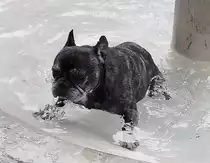 Holly, Franz�sische Bulldogge, * Feb. 1999, † M�rz 2013, w�hrend dem Sprung aus dem Brunnen, 29. M�rz 2010, 14:55